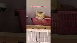 this cat has very nice house #catlovers