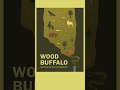 Wood buffalo on tour this fall