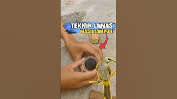 Coba Cara Ini ‼️Agar Burung Ombyokan Cepet Makan Voer , Teknik Lawas Mbah Jambrong.
