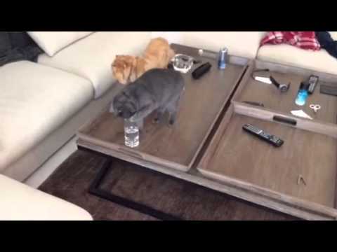 Funny cat drinking from glass