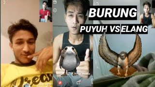 Banyak Bule Di Ometv