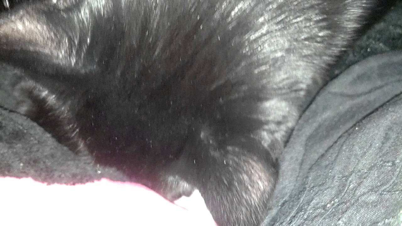 black kitten kneading blanket. YouTube