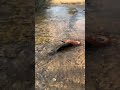 Fish vs Red Sand Boa Snake #snake #fish