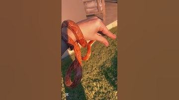 Thumbnail of ITS CORN! :D #cringe #cornsnake #reptileshow #silly #dragonpuppeteer #snake #antizoo