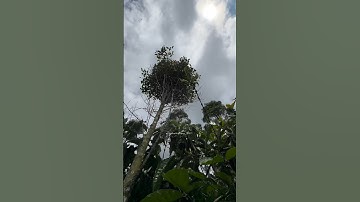 berburu anak burung cendet #burung #shors #burungcendet #burungcendetgacor #bolang