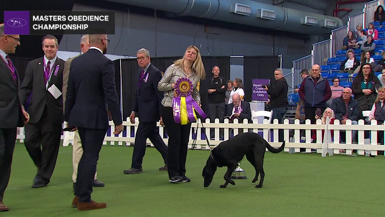 kennel club obedience