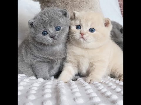 cute-kittens-meowing-ans-funny-cats-baby-video-compilation-2020