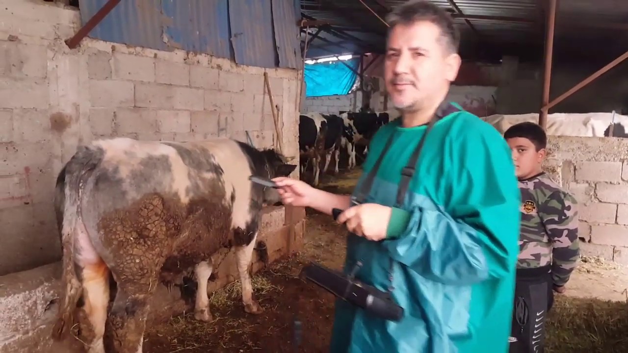 ineklerde Ultrasonik gebelik kontrolü yaptık/ #hayvancılık #inek #ultrasonlu #gebelik kontrolü