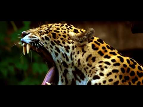 ЯГУАР ИНТЕРЕСНЫЕ ФАКТЫ О ЖИВОТНЫХ / Jaguar animal