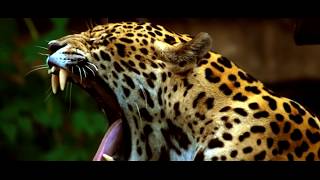 :  -     / Jaguar animal