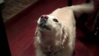 Talking Golden Retriever