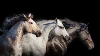 Crazy in love [Equestrian Music Video]