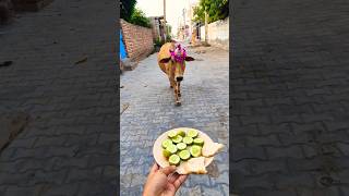 प्यारी बछिया #cow #shortsfeed #cows #shortvideo #gaumata #ytshorts #cowvideos #shorts #cowvideo #yt
