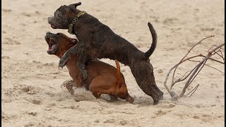 Staffordshire Bull Terrier - fun on the beach by Stafficzki Spiczki FCI  1,530 views 8 months ago 1 minute, 50 seconds