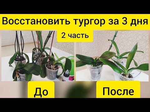 Video: Ácido Succínico Para Orquídeas: ¿cómo Diluir Y Aplicar Tabletas De ácido Succínico? ¿Cómo Regar Correctamente Una Orquídea?