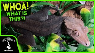 Celebrity HOT NEW CRESTED GECKO MORPH! Profile