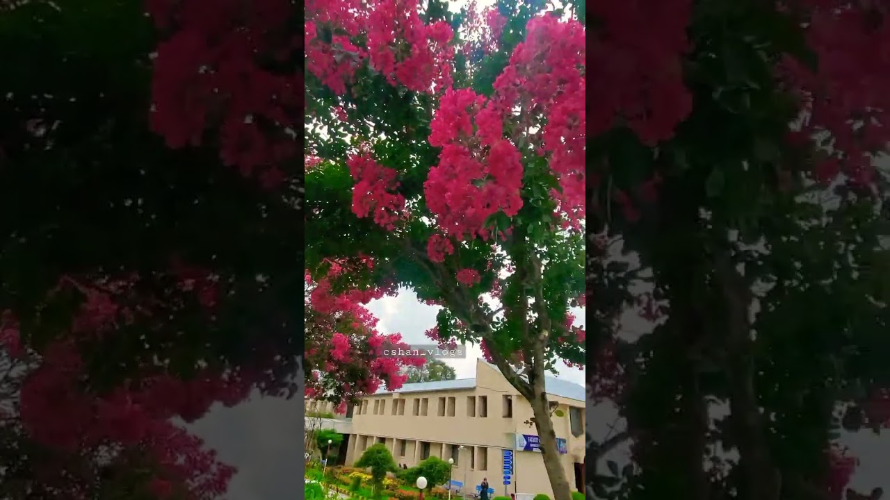 University of Azad Kashmir 🇵🇰 