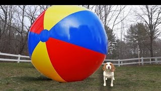 Puppy vs Gigantic Beach Ball Prank: Funny Puppy Dog Indie Gets HUGE Surprise