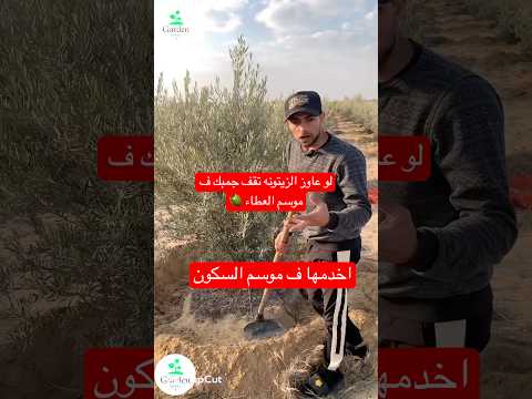 كيف تحض ر الزيتون للثمار برنامج الخدمة الشتوية المتكامل
