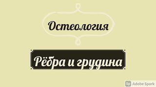 Остеология. Рёбра и грудина