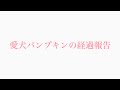 【愛犬パンプキンについて】ご心配おかけしております🙏