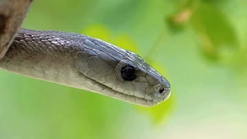 "Nụ Hôn Thần Chết" Biệt Danh Của Rắn Mamba Đen - Loài Rắn Độc Nguy Hiểm Nhất.