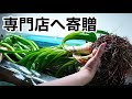 育ちすぎた水草を水草専門店に寄贈します。