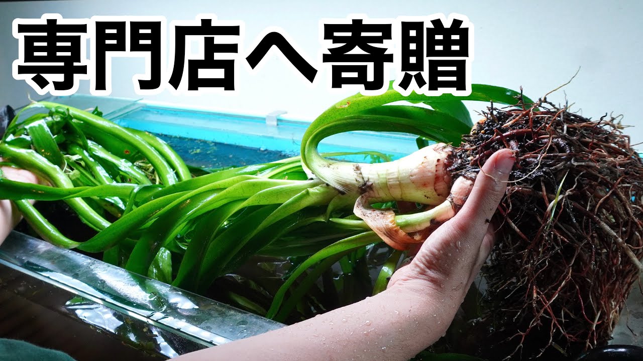 水草茂「shino様オーダー用」 育ちすぎた水草を水草専門店に寄贈します。 - YouTube