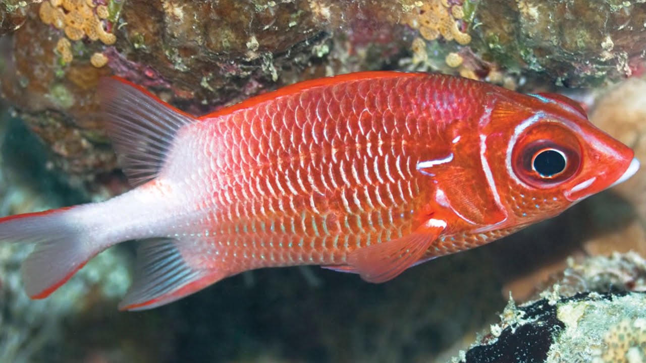 BIG EYED SQUIRREL FISH YouTube