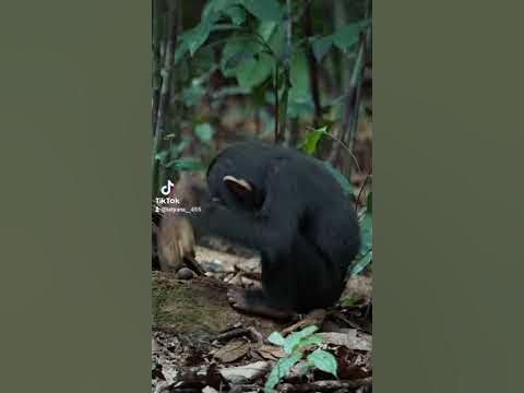 Смешные обезьянки - YouTube
