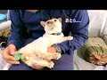 慢性便秘症の猫と奮闘するおとぅ
