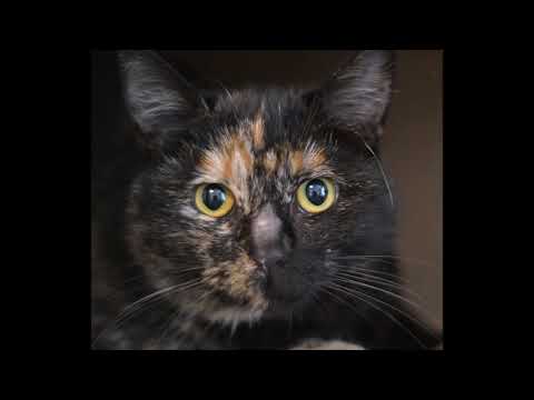 Video: Mastitis Bij Een Kat (inclusief Nulliparous, Zogende En Anderen): Hoe Thuis Te Behandelen, Wat Te Doen Met Mastopathie (behandelingsmethoden)