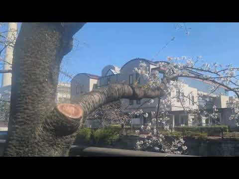 OHANAMI🌸Vlog 2025