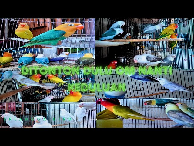 selasa cerah digazzpol nih lovebird warna cantik ada warna yang lg trend msuk limited editio gazz om class=