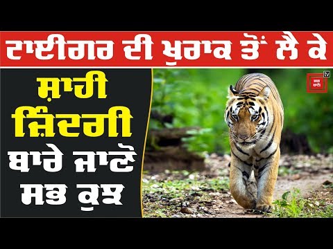 Tigers ਦੀ ਖੁਰਾਕ ਤੋਂ ਲੈ ਕੇ ਸ਼ਾਹੀ ਜ਼ਿੰਦਗੀ ਬਾਰੇ ਜਾਣੋ ਸਭ ਕੁਝ