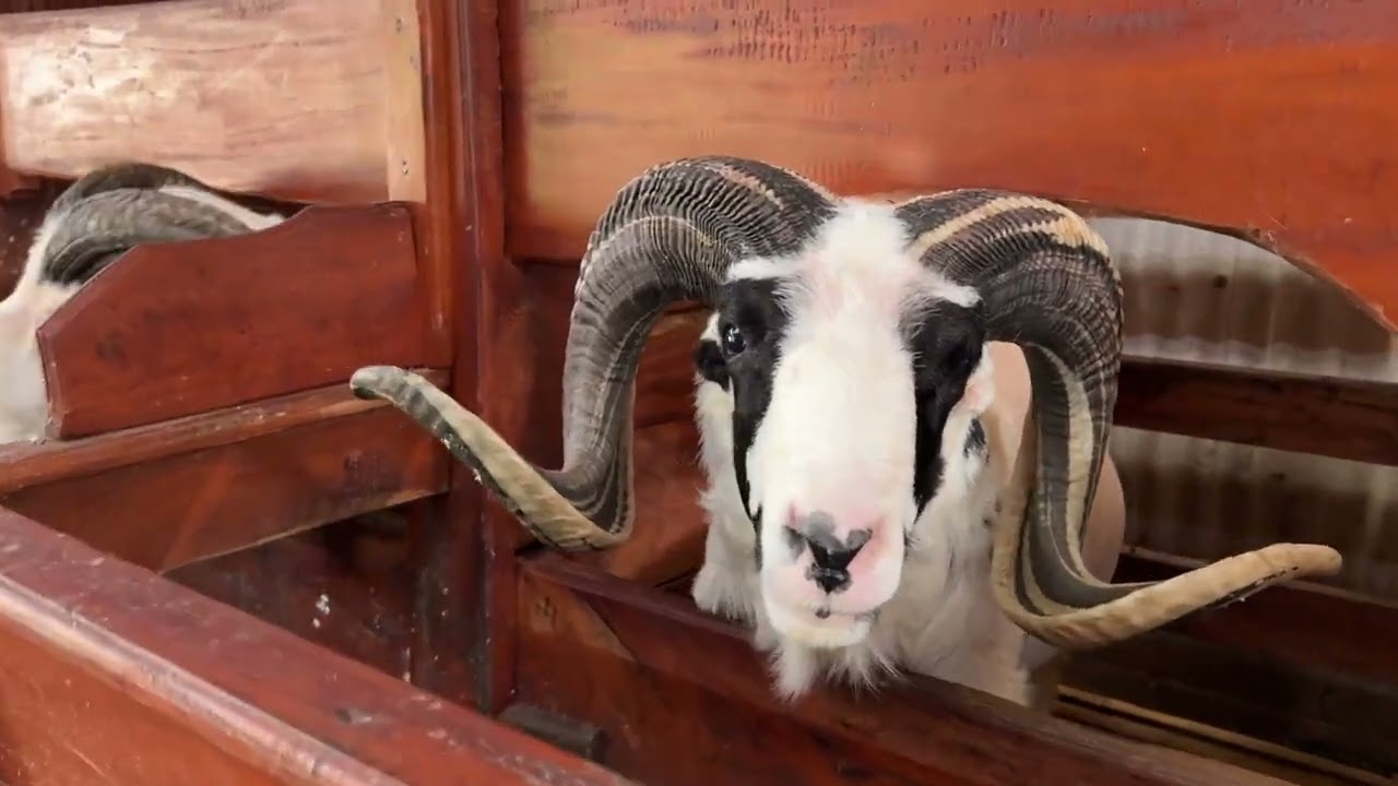 AKTIVITAS PAGI HARI DI KANDANG DOMBA GARUT