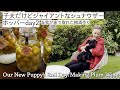 #54 子犬だけどジャイアントなシュナウザーホッパーday2 & 我が家で取れた梅酒作り Our New Puppy’s 2nd Day/Making Plum Wine at Home