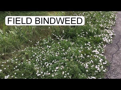 Video: Bindweed de câmp: descriere, proprietăți utile și aplicație