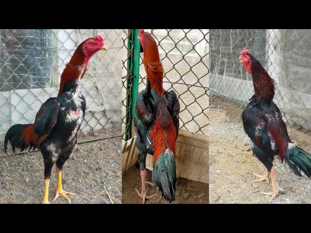 WHAT IS AKAZASA SHAMO / THE RED FEATHERED SHAMO OF SHAMO - YouTube