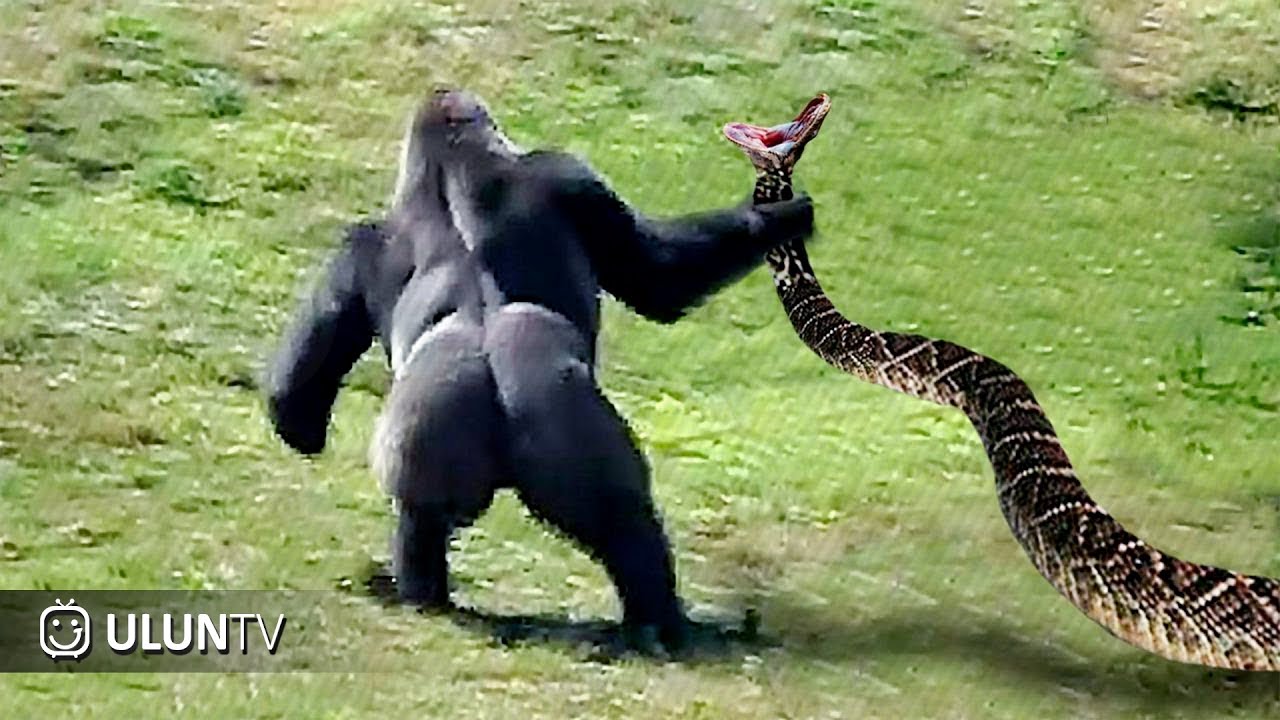 Kocha pornosida juda qisqa yubkalar