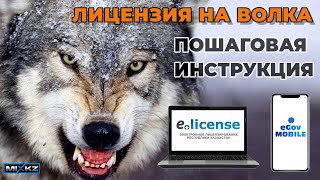 Инструкция2024 как через телефон или Компьютер получить разрешения на волка Elicense қасқыр лицензия