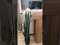 Adds height, texture, and designer vibes without watering schedules or guilt