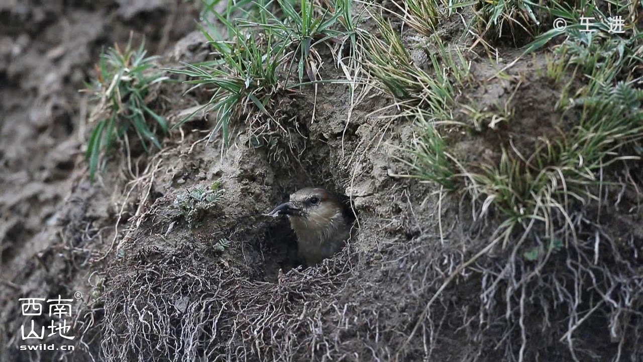 the Ground Tit in Ruoergai