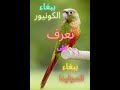 تعرف على ببغاء الكونيور المولينا ومميزاته وكل ما تحتاجه عن هذا الببغاء الجميل 