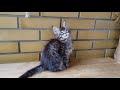 Котенок Мейн кун Гари Потер Мальчишка 🐱 Cute kitten main coon boy