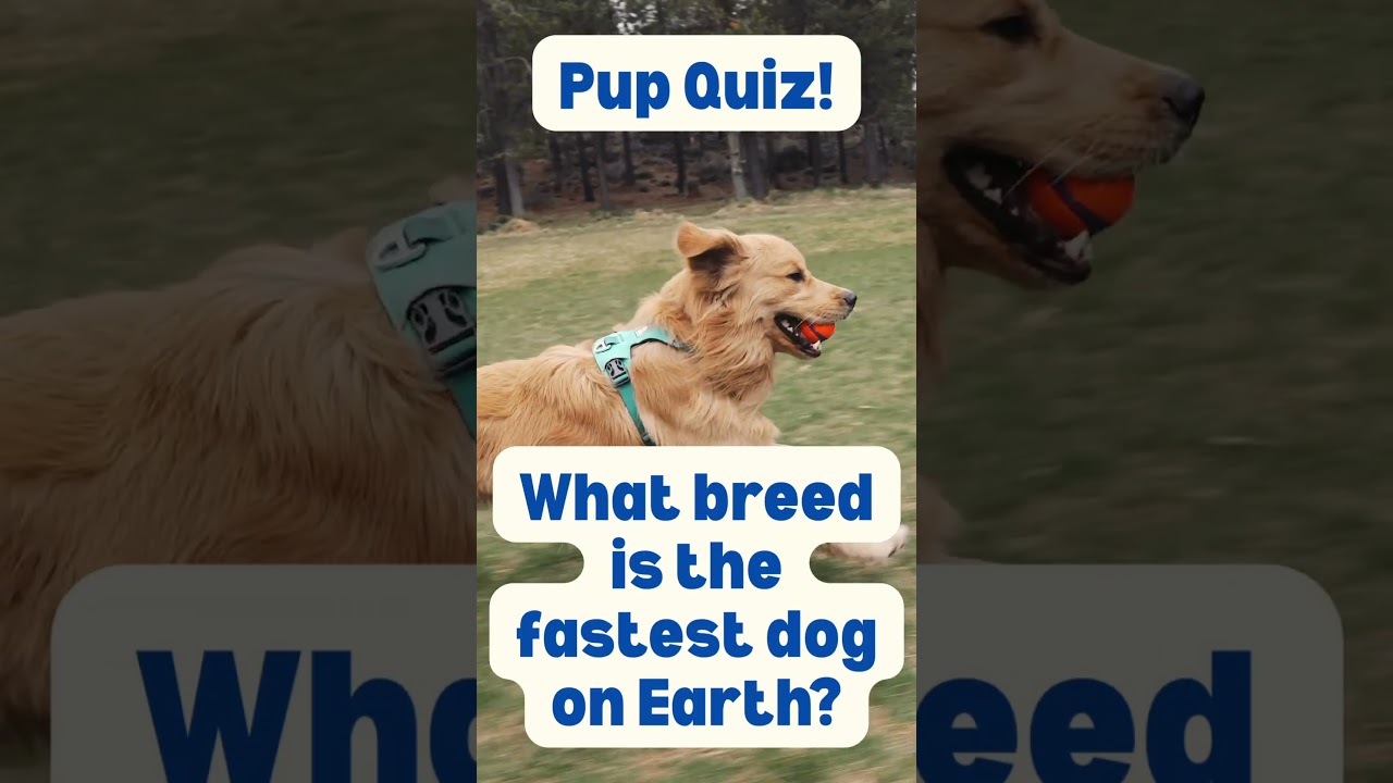 Pup Quiz 2: Who’s the fastest dog? 