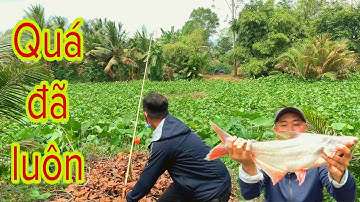 Câu Cá Tra Sông Mùa Nước Nổi - Câu Kiểu Này Dễ Dính Hugo | Fishing - Miền Tây