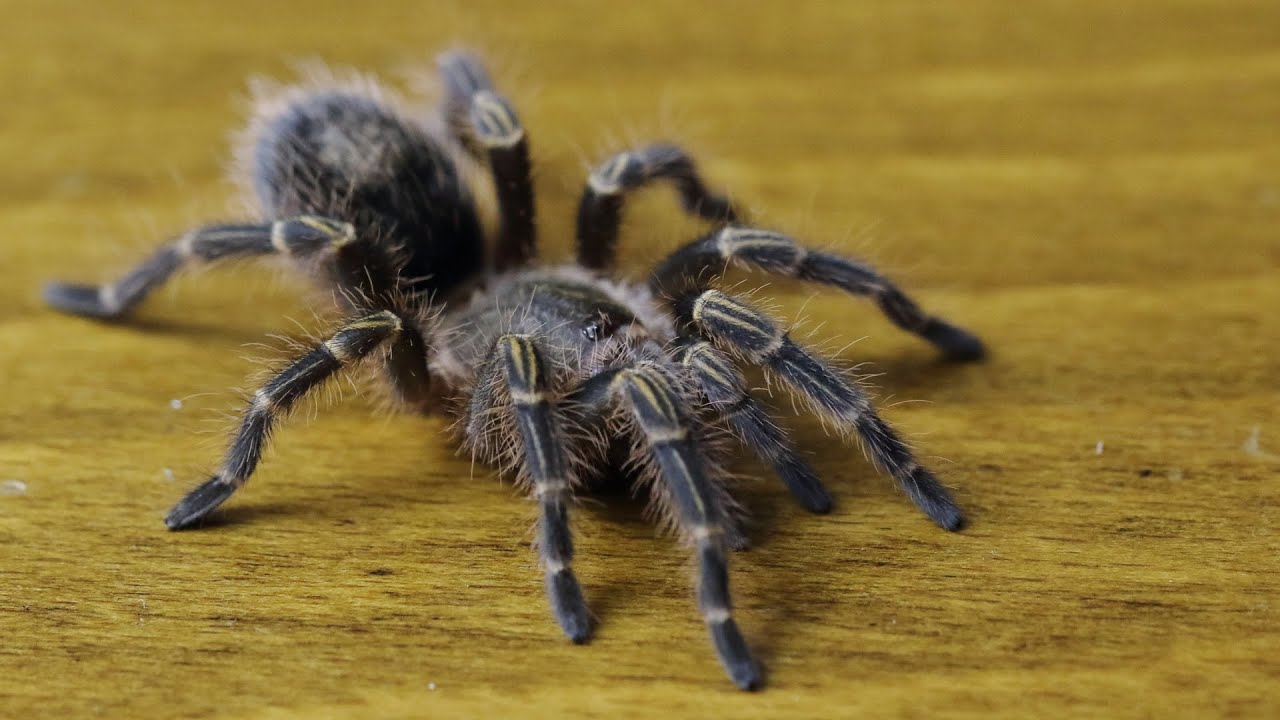 How to keep a Chaco Golden knee tarantula Grammastola pulchripes