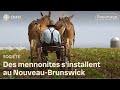 Trois familles de mennonites arriveront au nouveaubrunswick cette semaine