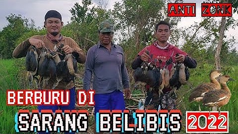 ROMBONGAN BELIBIS‼️NABRAK JARING!!!!!!!!!!🎯✅
